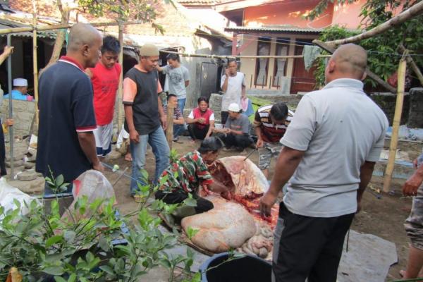 Proses Pemotongan Hewan Qurban Bersama Warga Sekitar