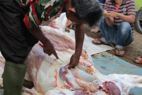 Kegiatan Qurban